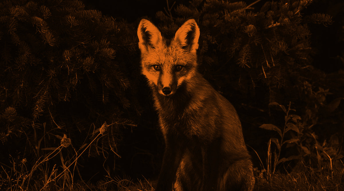 Alpine Fox DE | Ihr Shop für hochwertige Ausrüstung